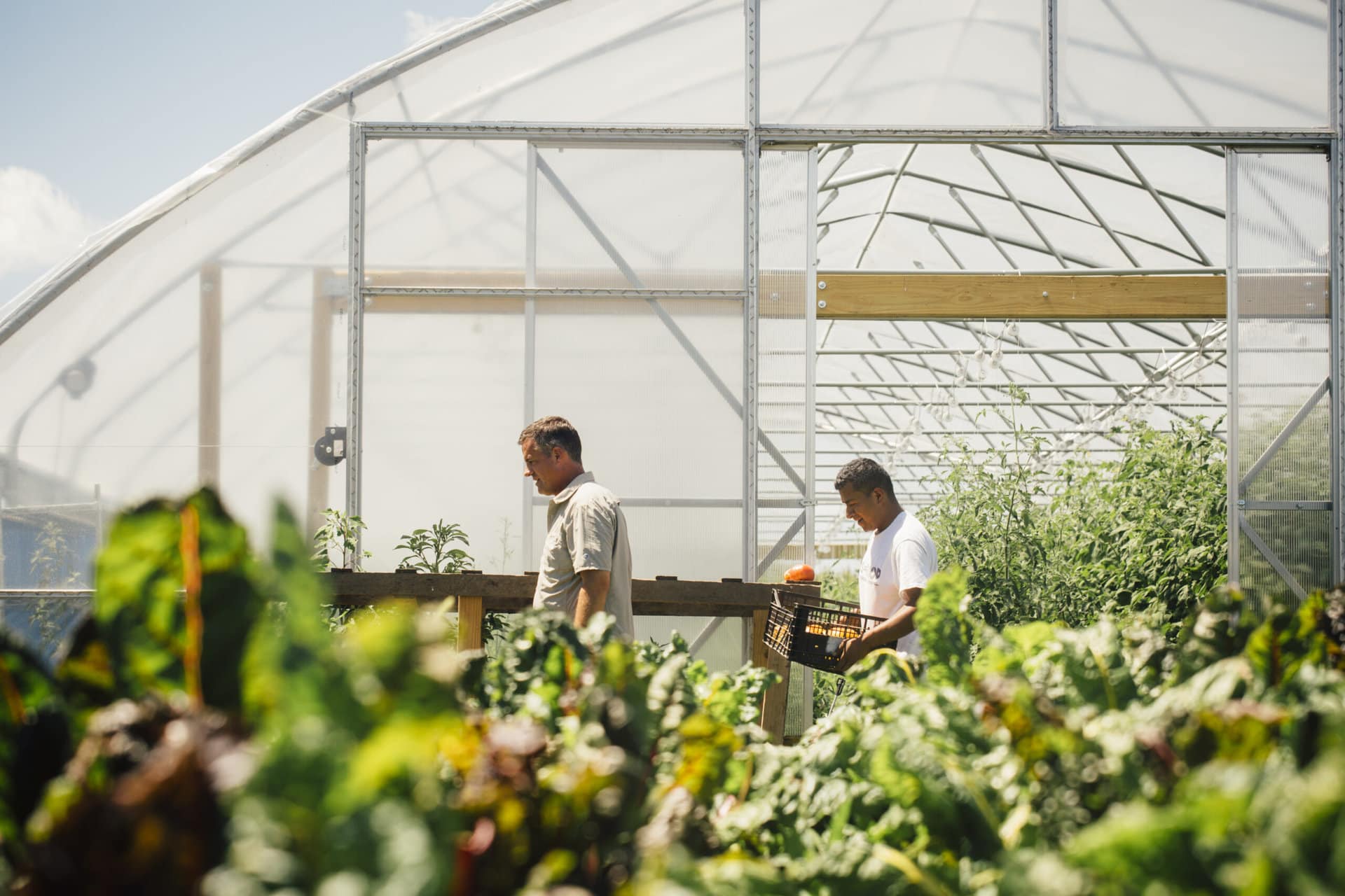 men in the greenhouse